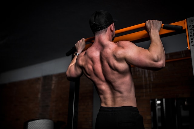 muscle